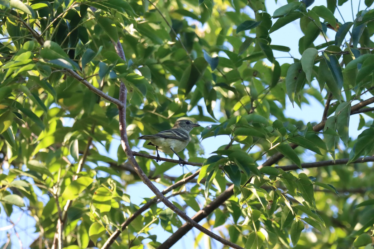 Élénie siffleuse - ML645603398