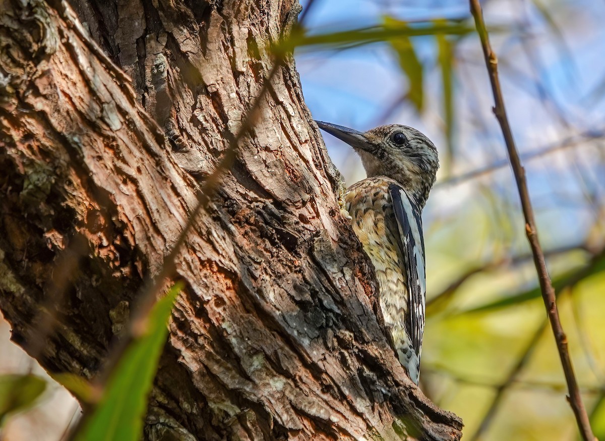 Gelbbauch-Saftlecker - ML645603401