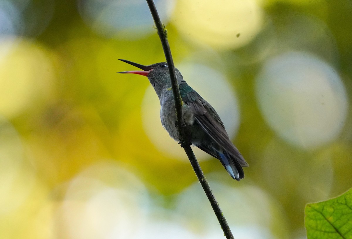 Scaly-breasted Hummingbird - ML645603402