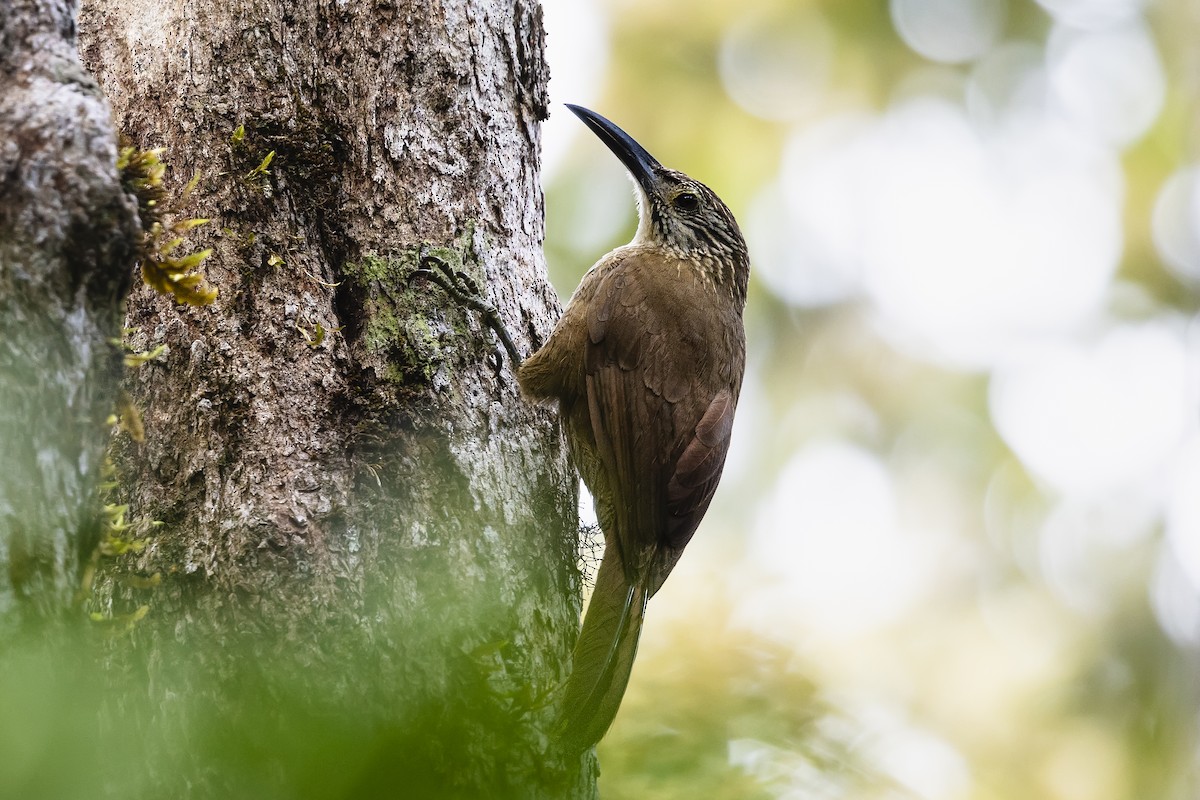 Grimpar à gorge blanche - ML645603404