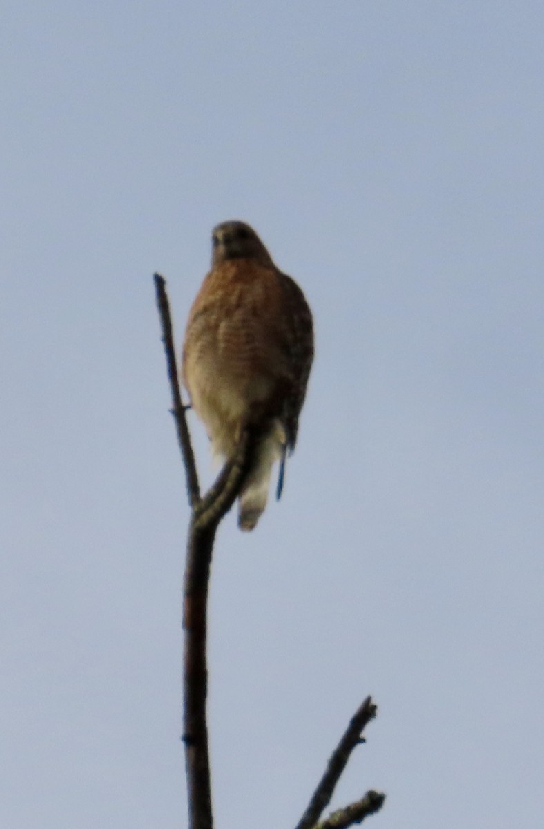 Red-shouldered Hawk - ML645603405