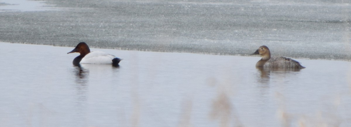 Murgilari bizkarzuria - ML645603408