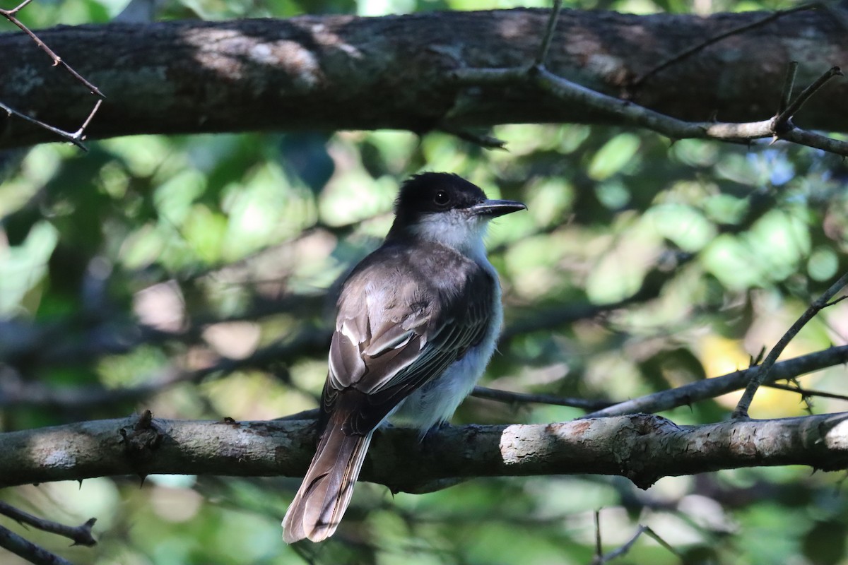 Loggerhead Kingbird - ML645603409