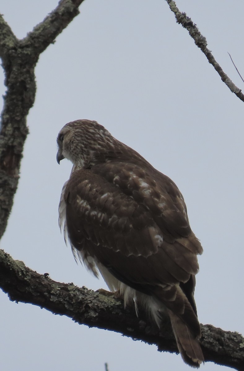 Red-tailed Hawk - ML645603410