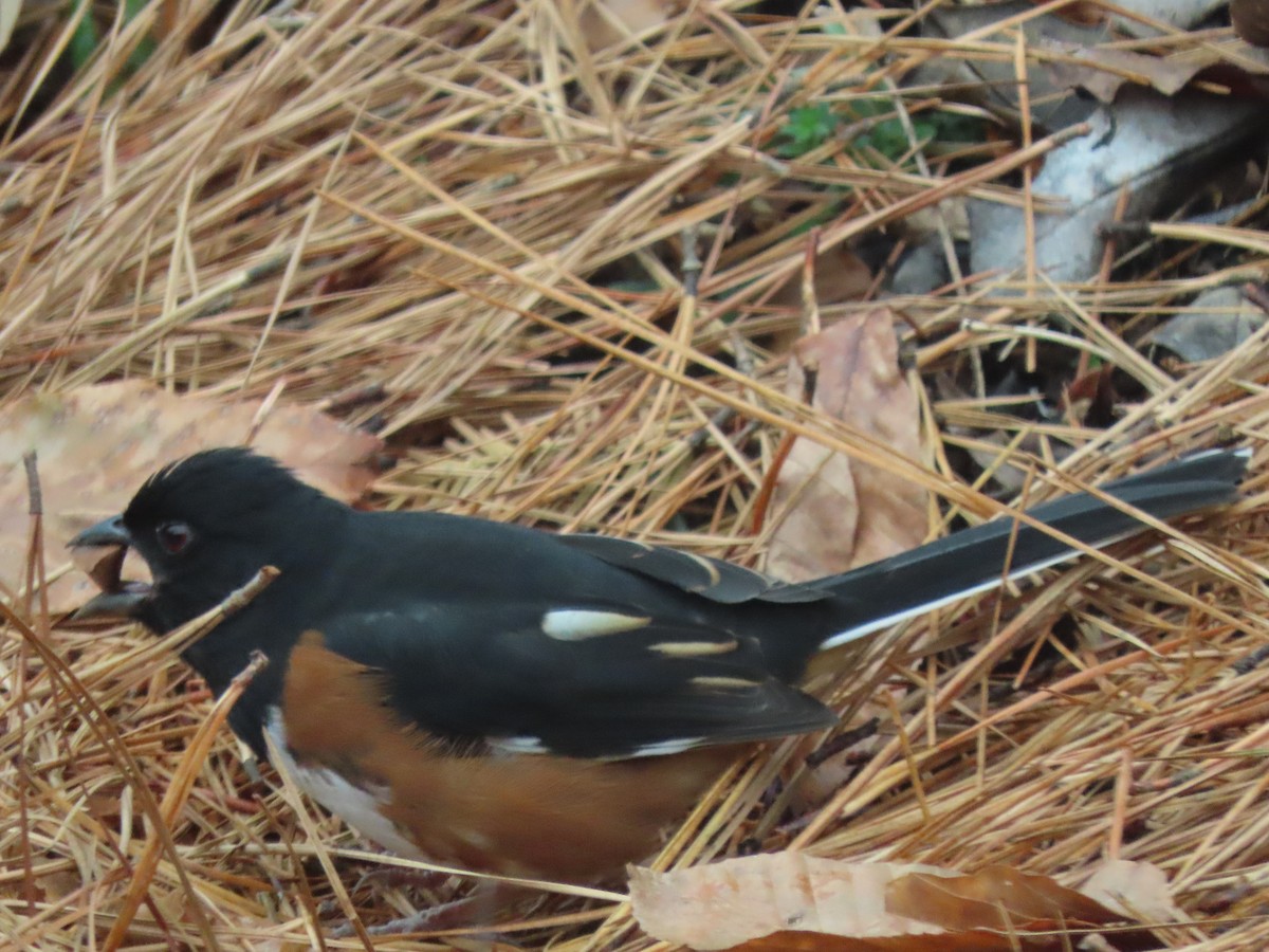 Eastern Towhee - ML645603412