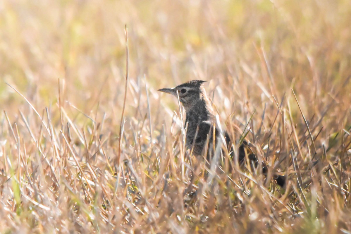 Crested Lark - ML645603420