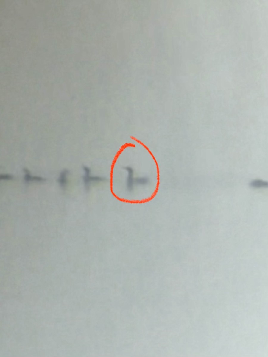 Great Cormorant - ML645603435