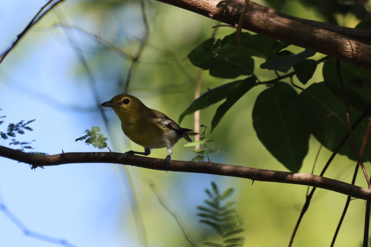Yellow-throated Vireo - ML645603445