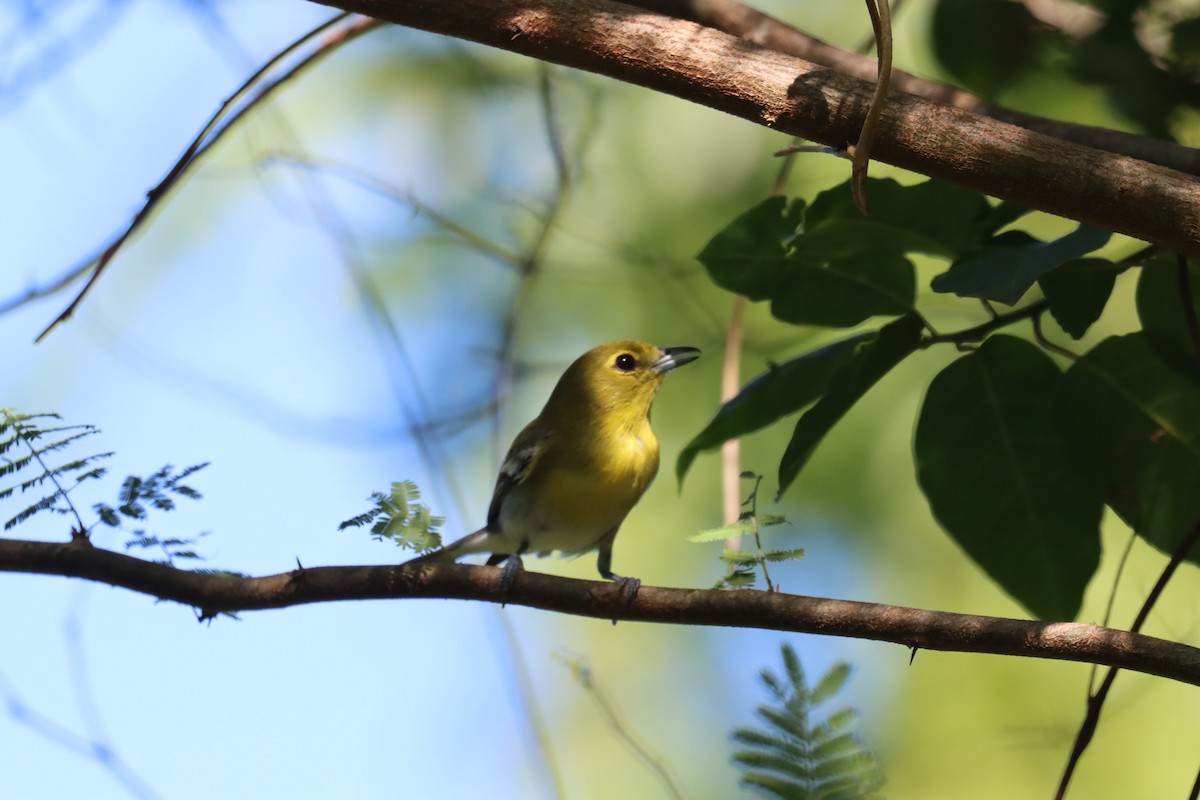 Yellow-throated Vireo - ML645603446