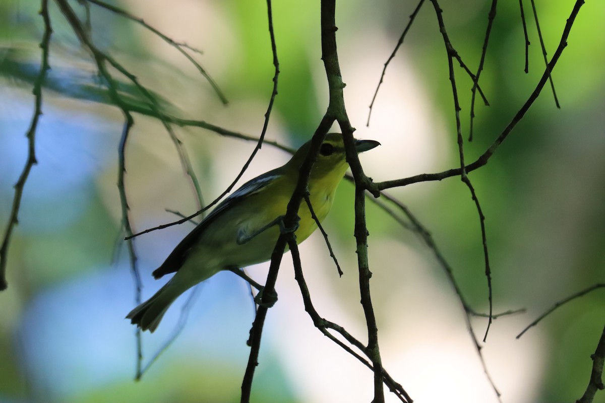 Yellow-throated Vireo - ML645603447