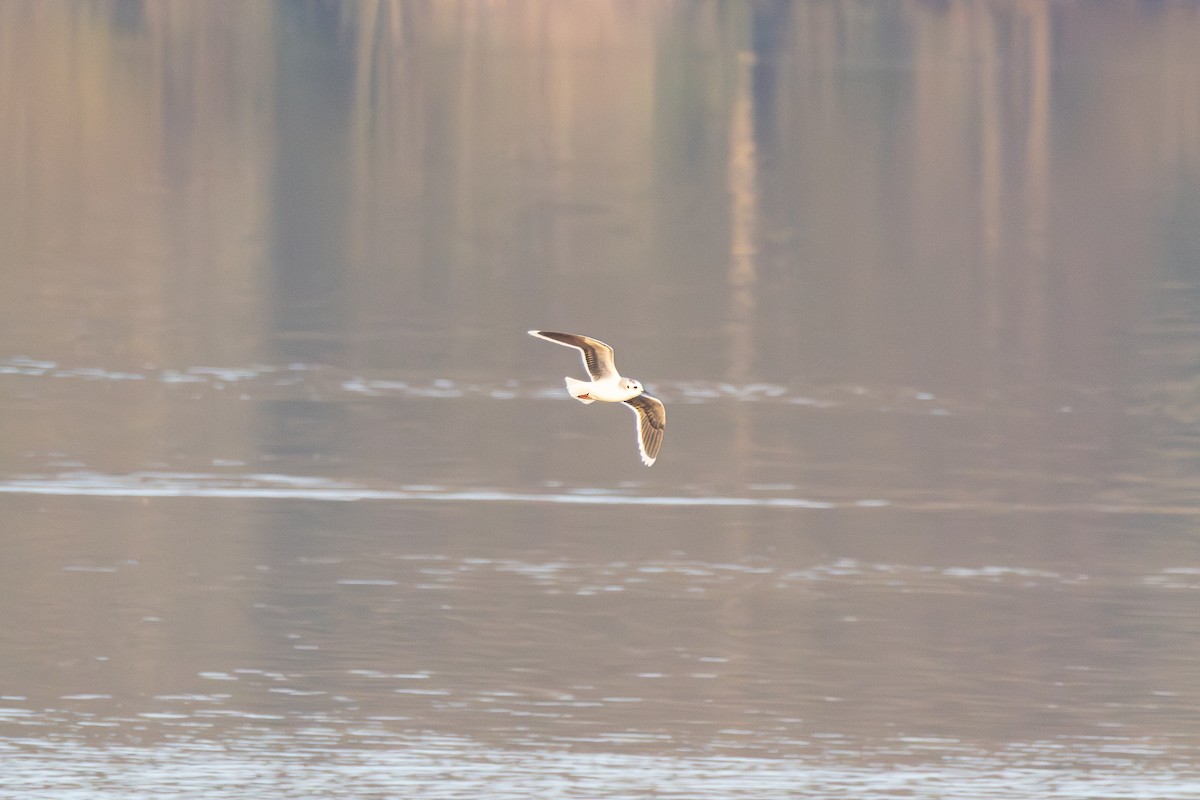 Little Gull - ML645603448