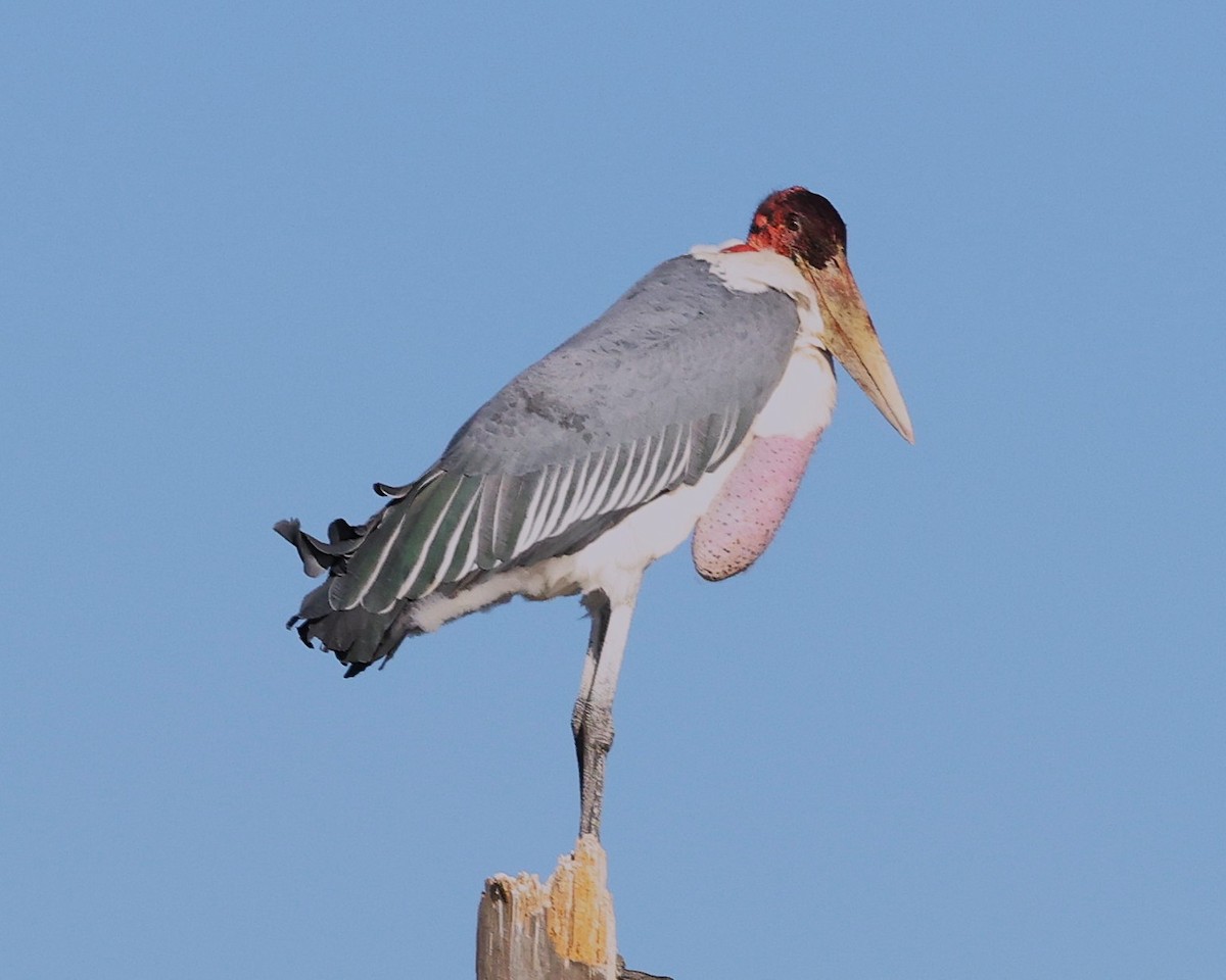 Marabou Stork - ML645603450