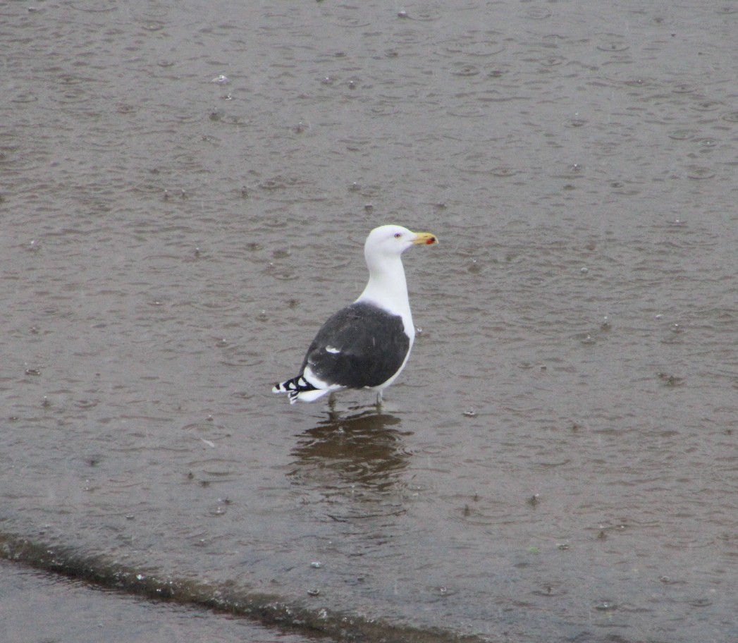 Great Black-backed Gull - ML645603451
