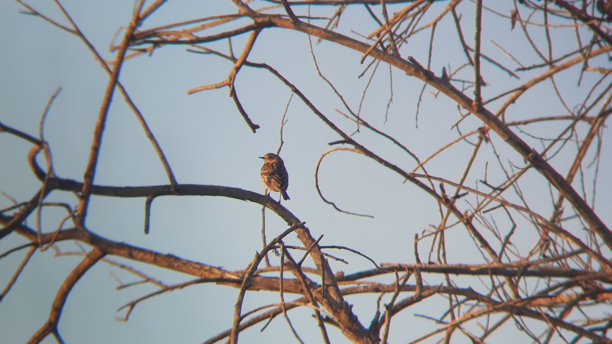 Red-throated Pipit - ML645603456