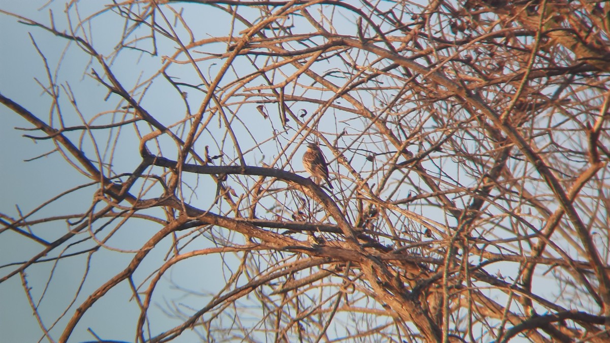 Red-throated Pipit - ML645603457