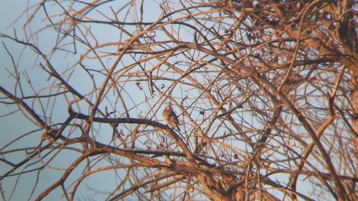 Red-throated Pipit - ML645603458
