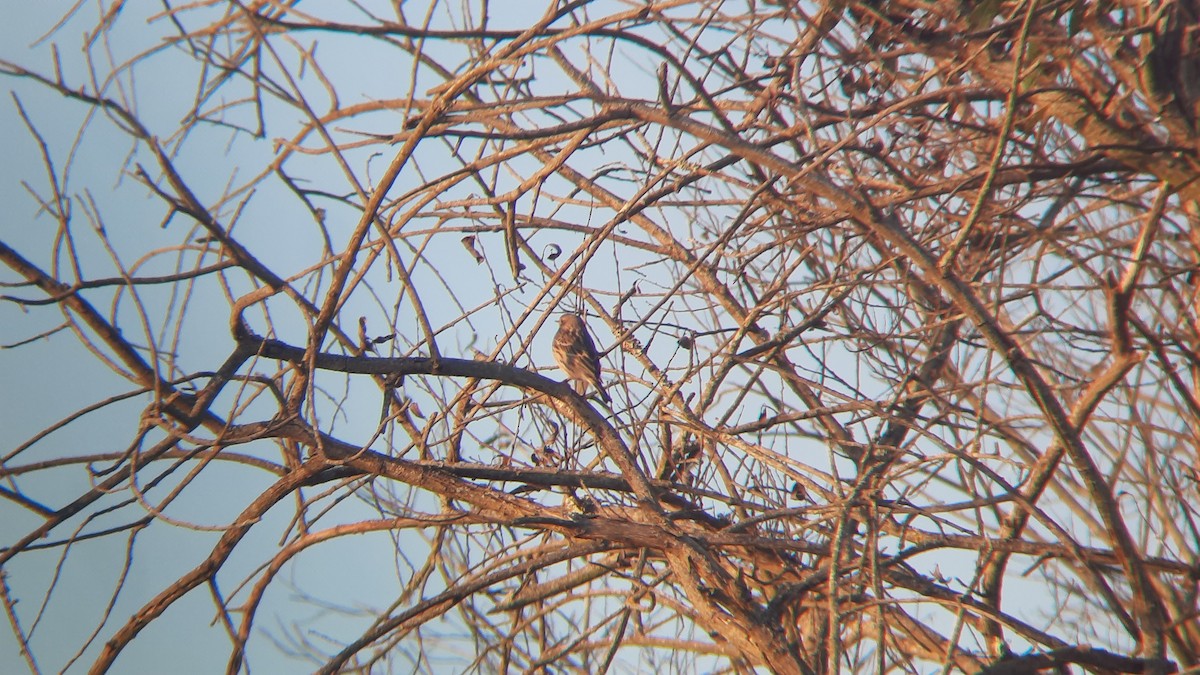 Red-throated Pipit - ML645603460