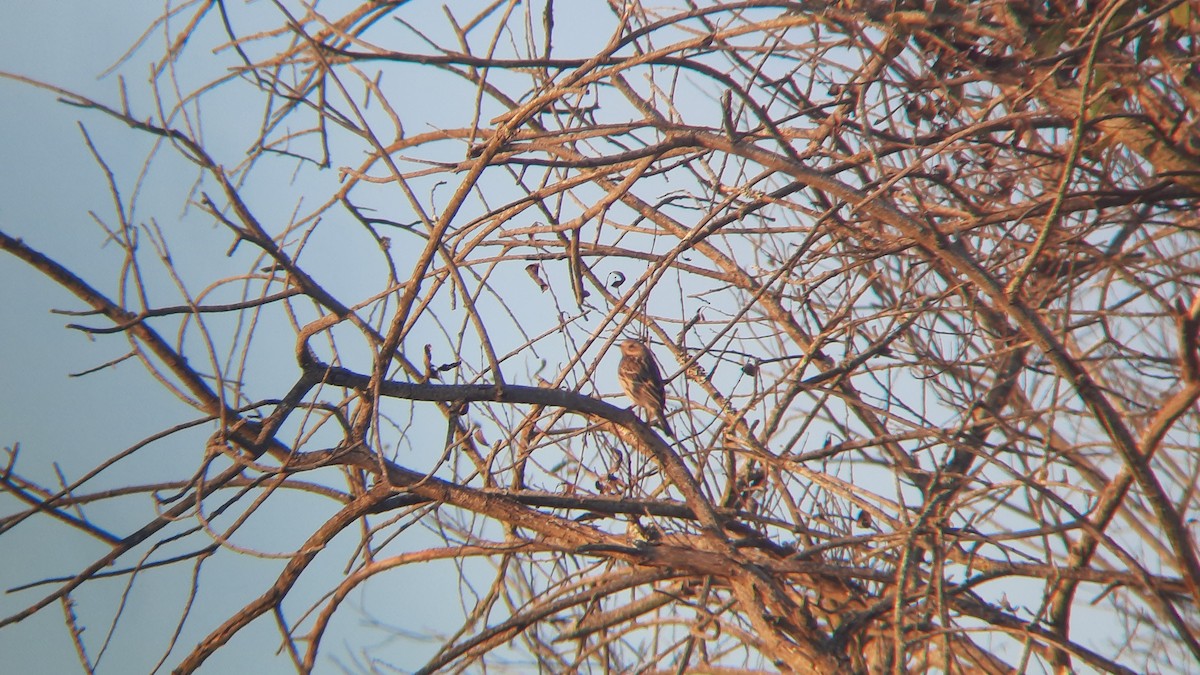 Red-throated Pipit - ML645603461