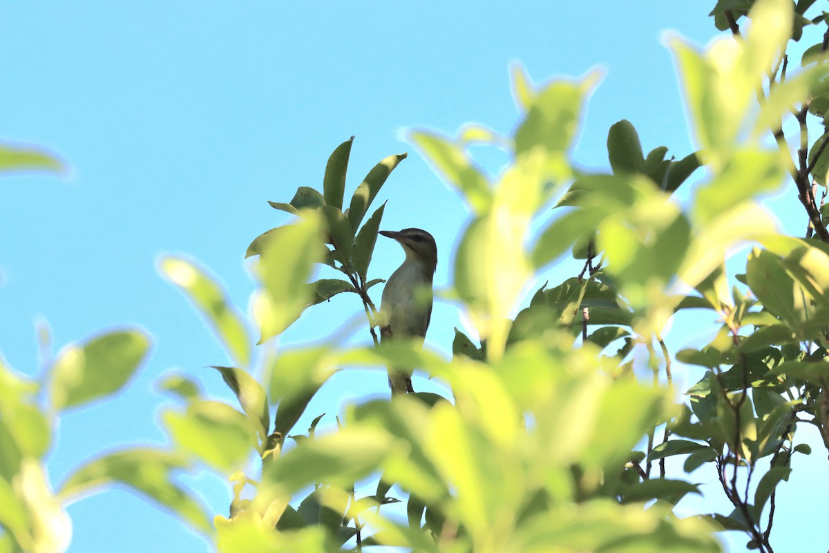 Black-whiskered Vireo - ML645603467