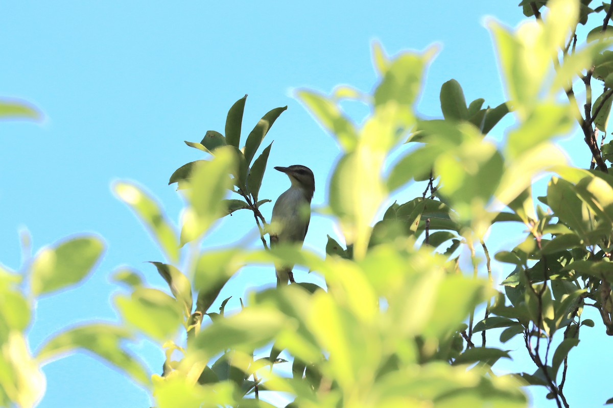 Black-whiskered Vireo - ML645603468