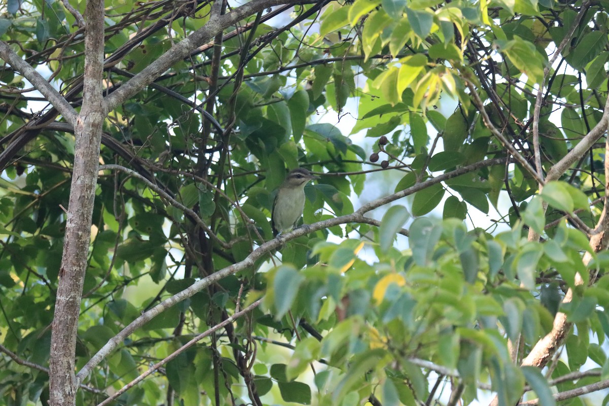 Black-whiskered Vireo - ML645603469