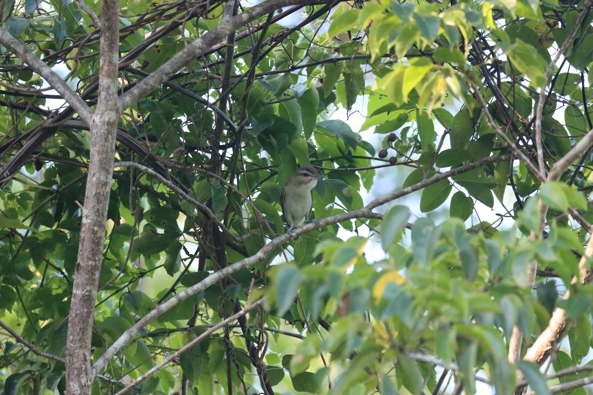 Black-whiskered Vireo - ML645603470