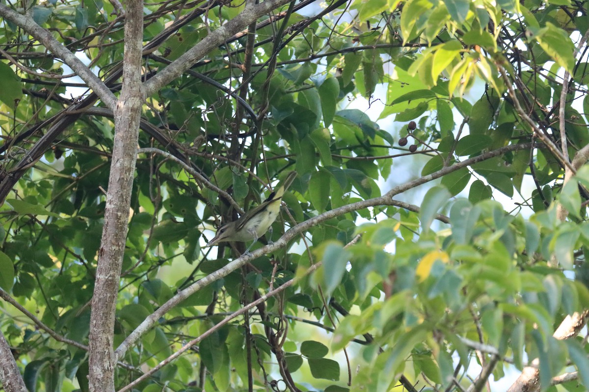 Black-whiskered Vireo - ML645603471