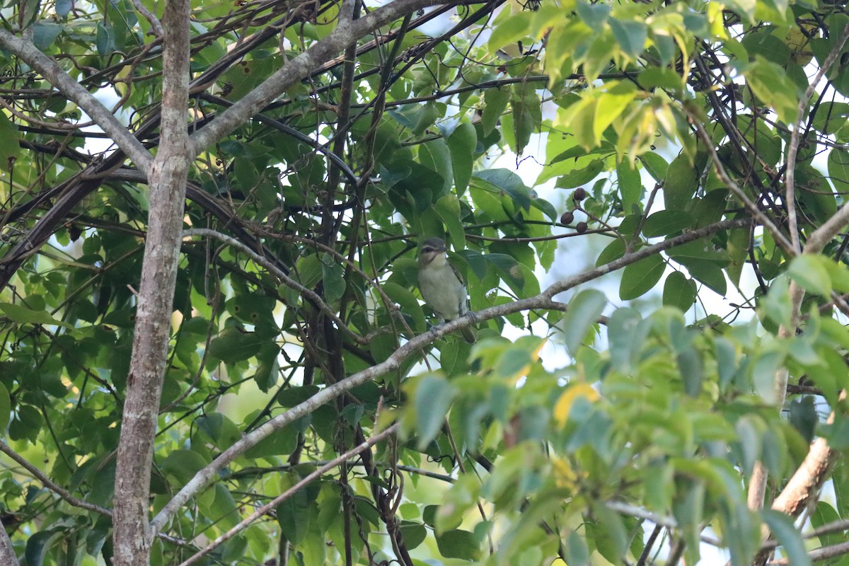 Black-whiskered Vireo - ML645603472