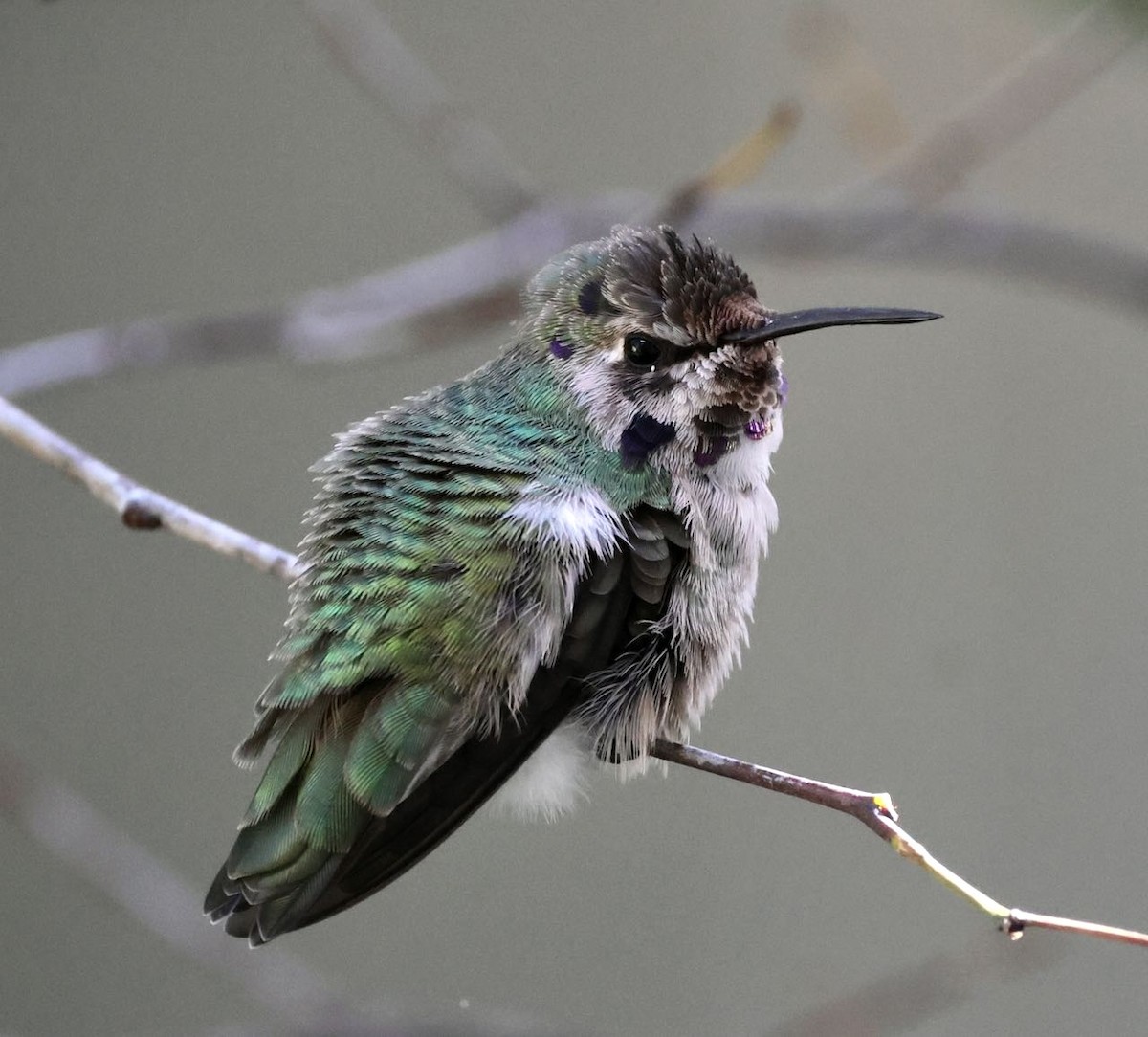 Costa's Hummingbird - ML645603476