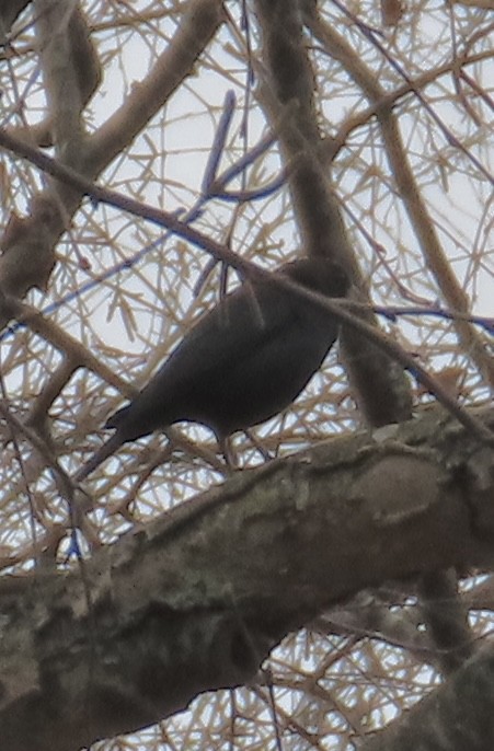 Brown-headed Cowbird - ML645603477