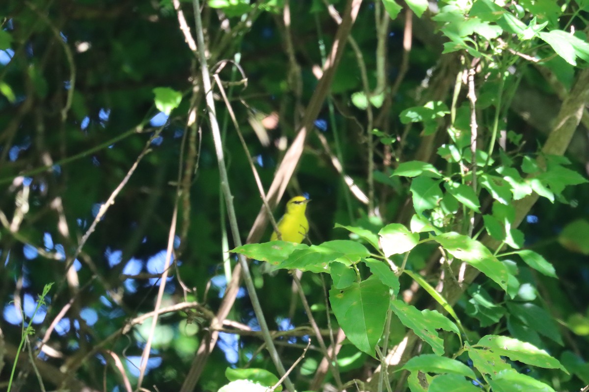 Blue-winged Warbler - ML645603481