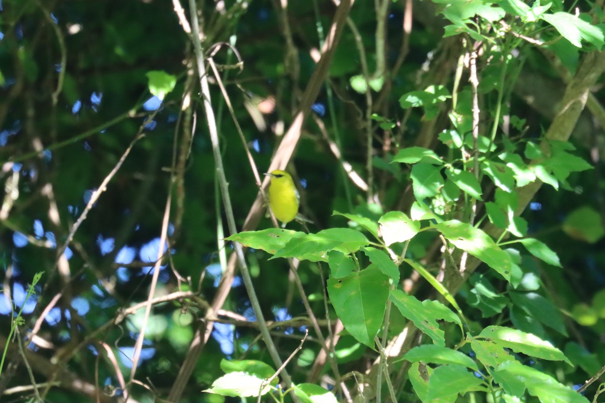 Blue-winged Warbler - ML645603482