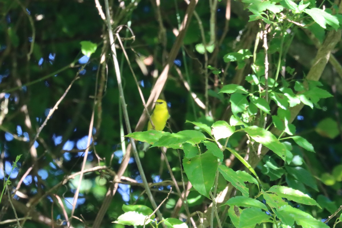 Blue-winged Warbler - ML645603483
