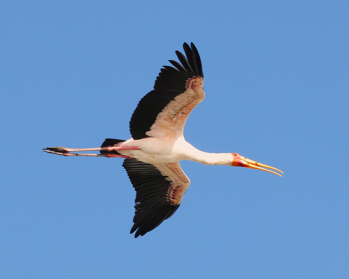 Yellow-billed Stork - ML645603492