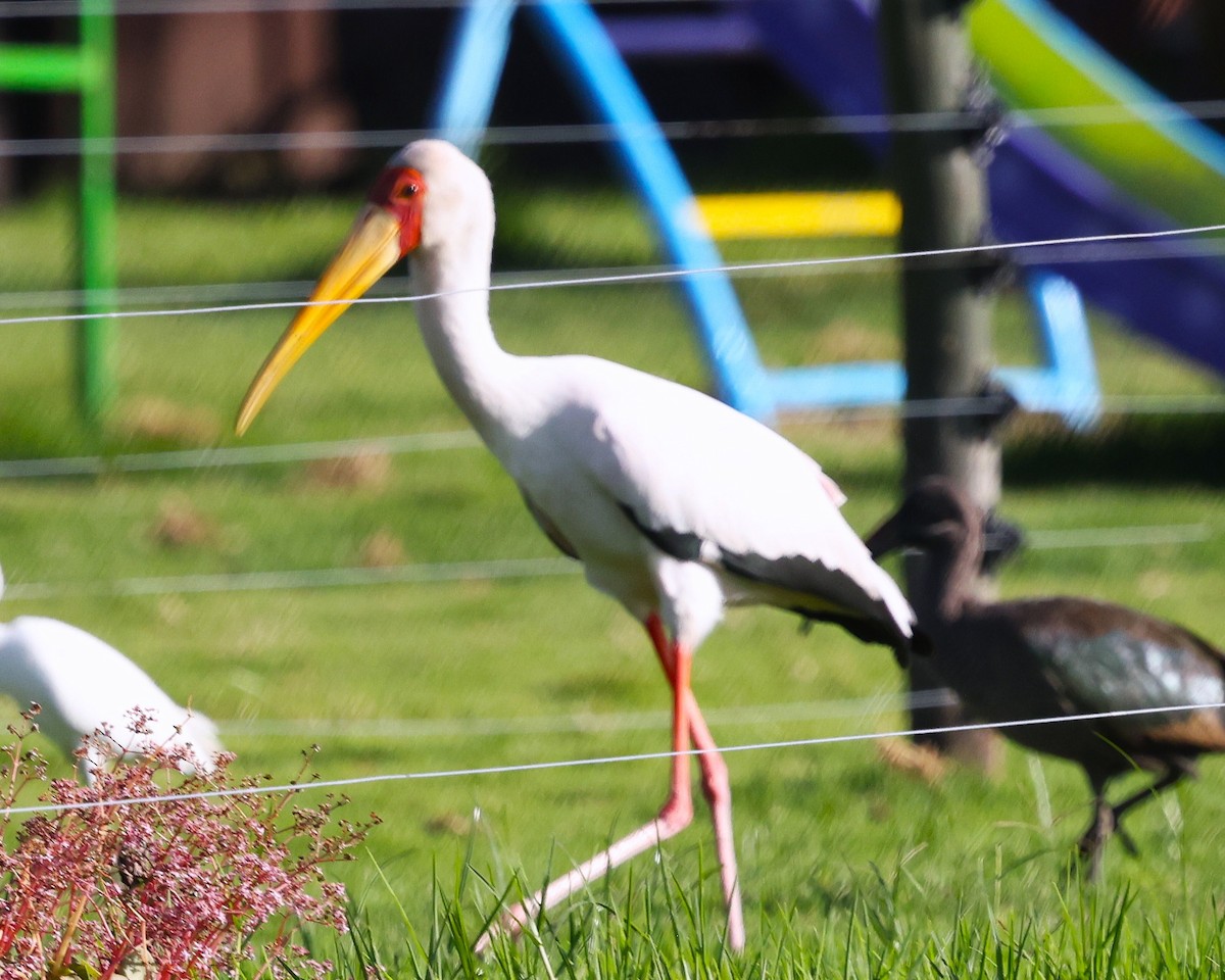 Yellow-billed Stork - ML645603495
