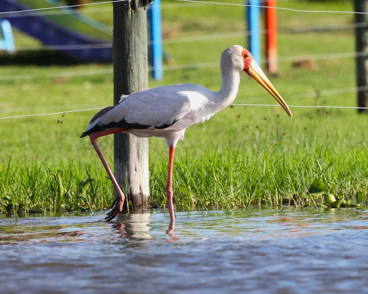 Yellow-billed Stork - ML645603496