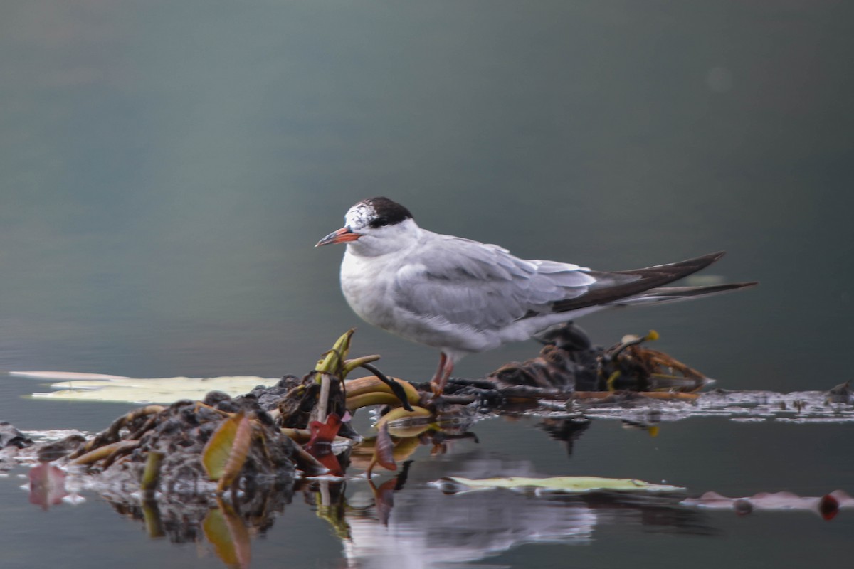 燕鷗 - ML645603497