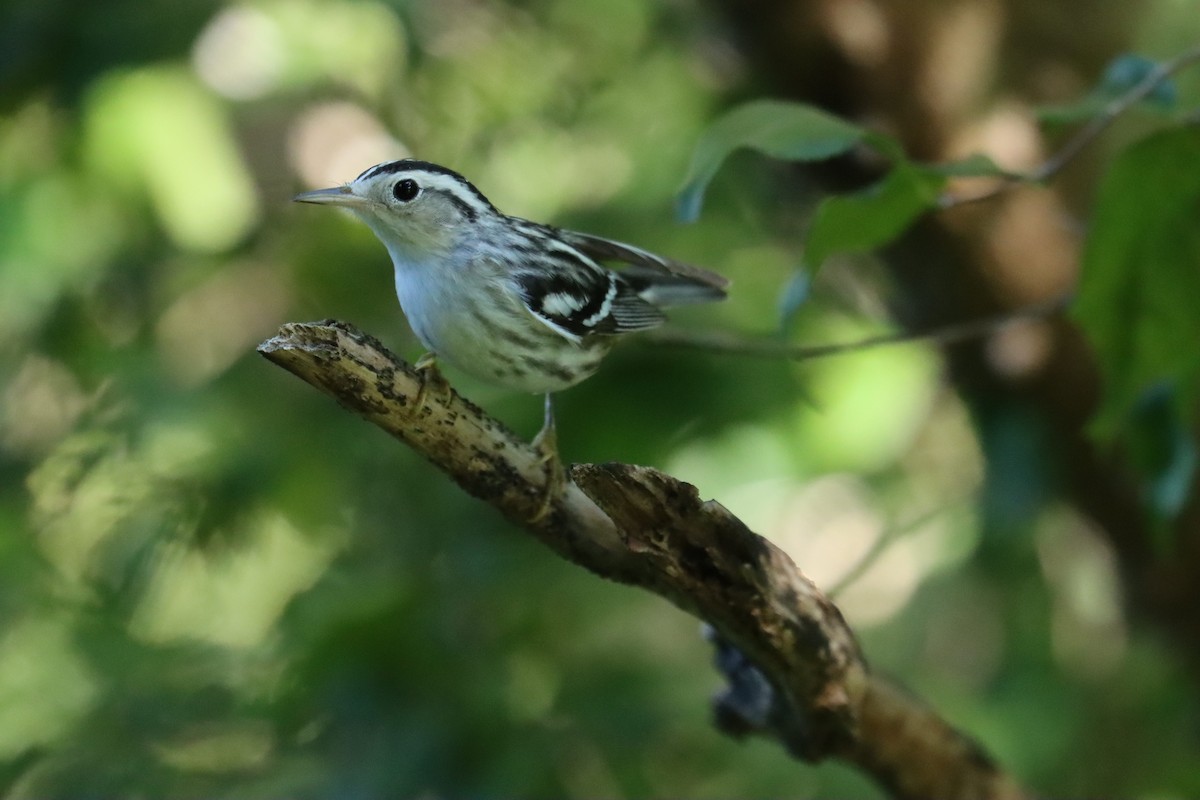 Black-and-white Warbler - ML645603502