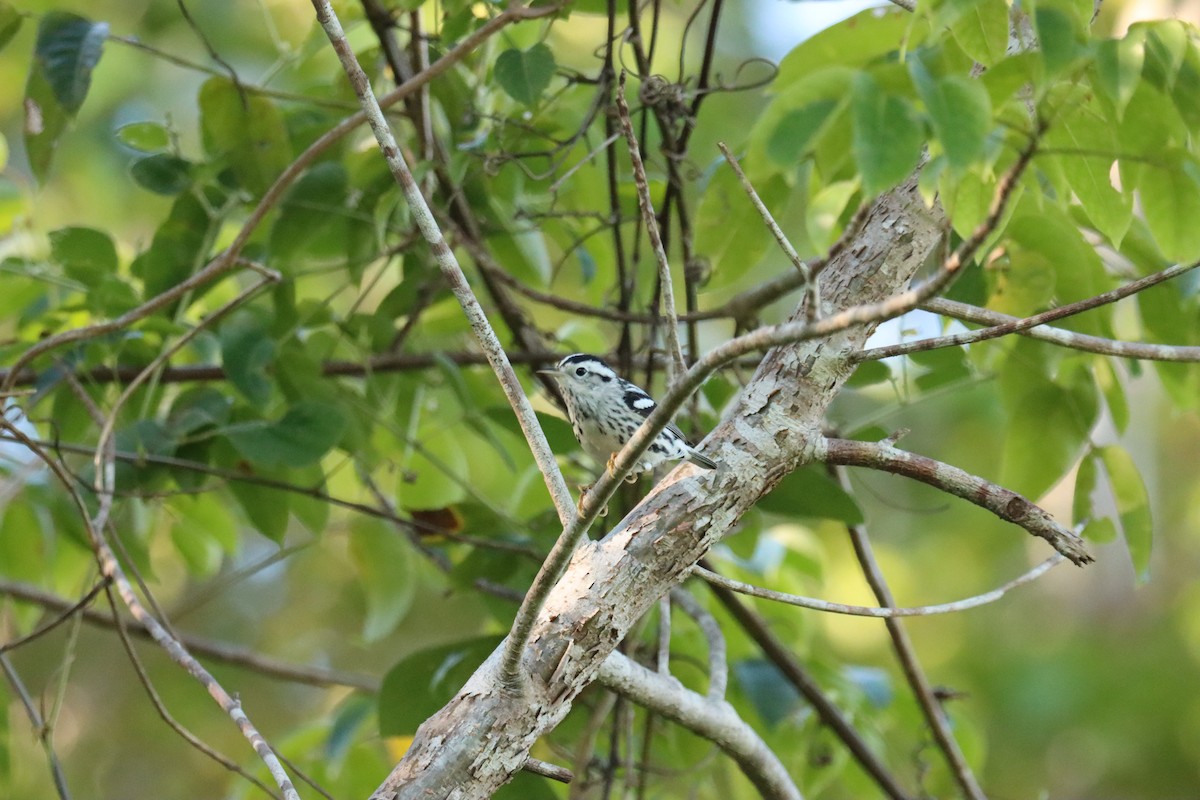 Black-and-white Warbler - ML645603503