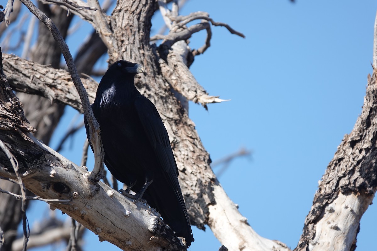 Kuzgun - ML645603504