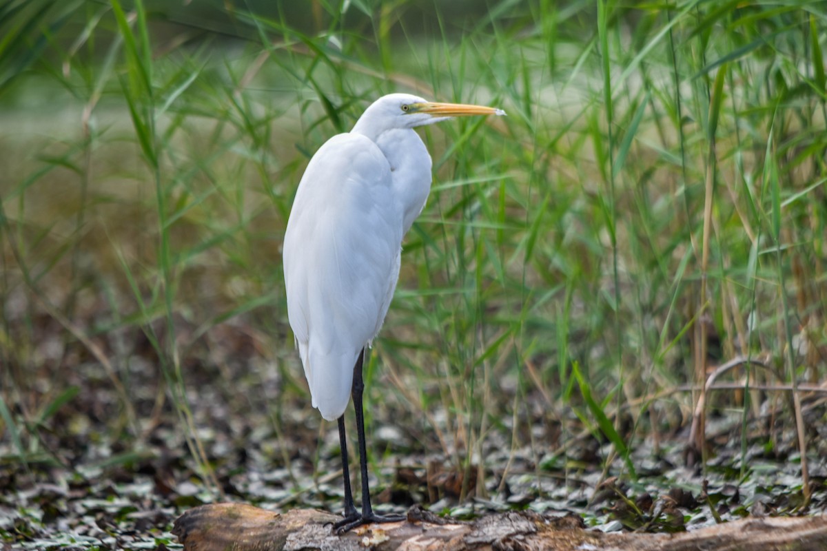 Great Egret - ML645603506