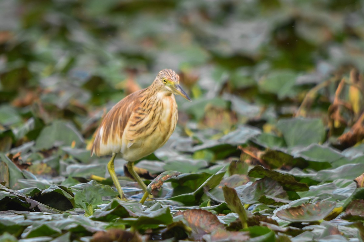 Squacco Heron - ML645603512