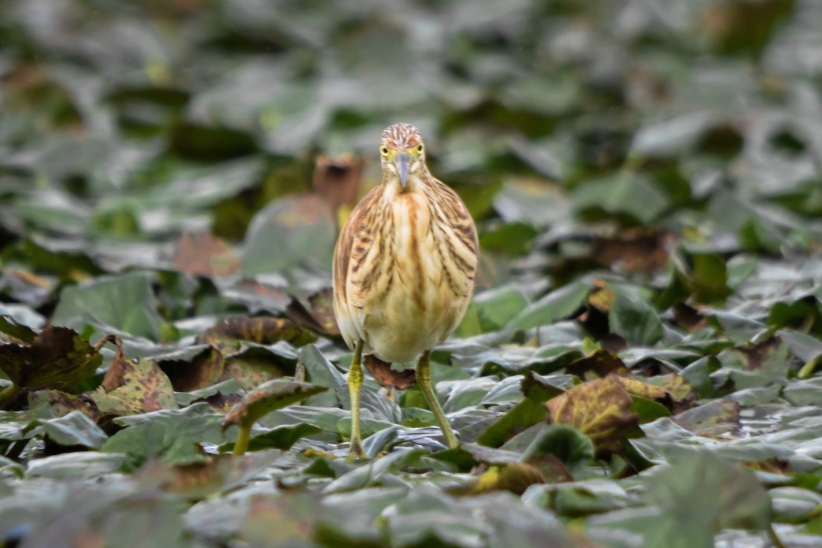 Squacco Heron - ML645603513