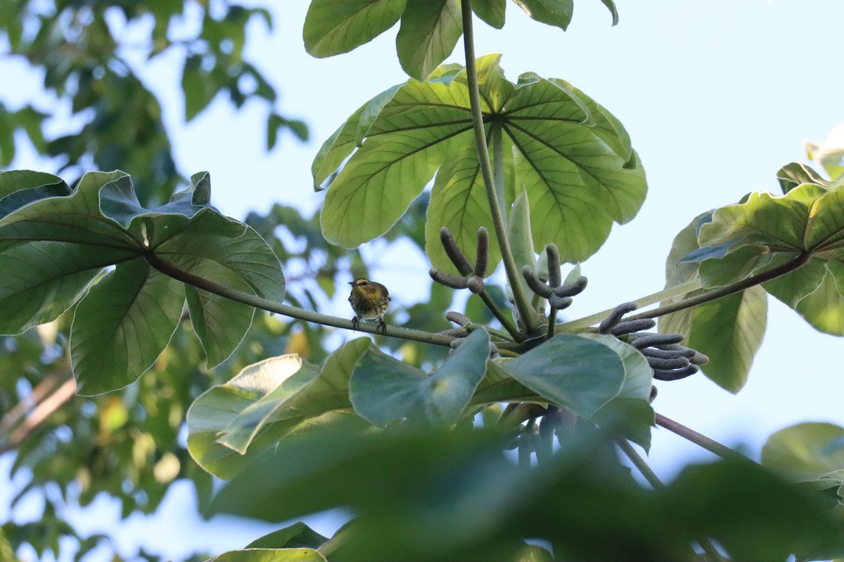 Cape May Warbler - ML645603516