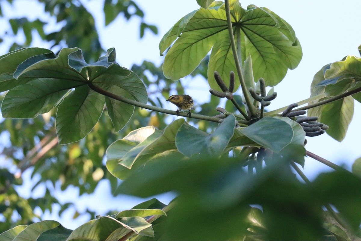 Cape May Warbler - ML645603517