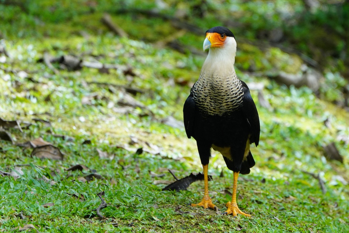 Crested Caracara - ML645603518