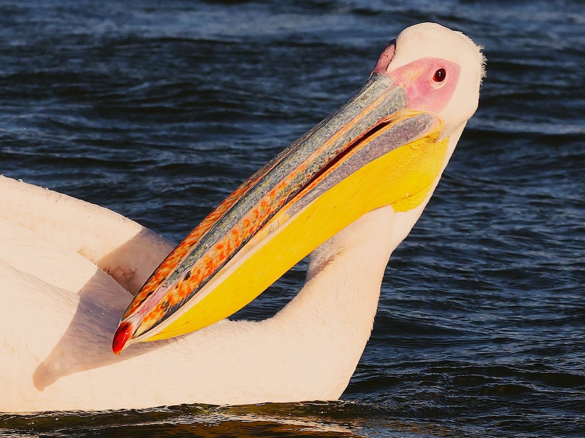 Great White Pelican - ML645603519