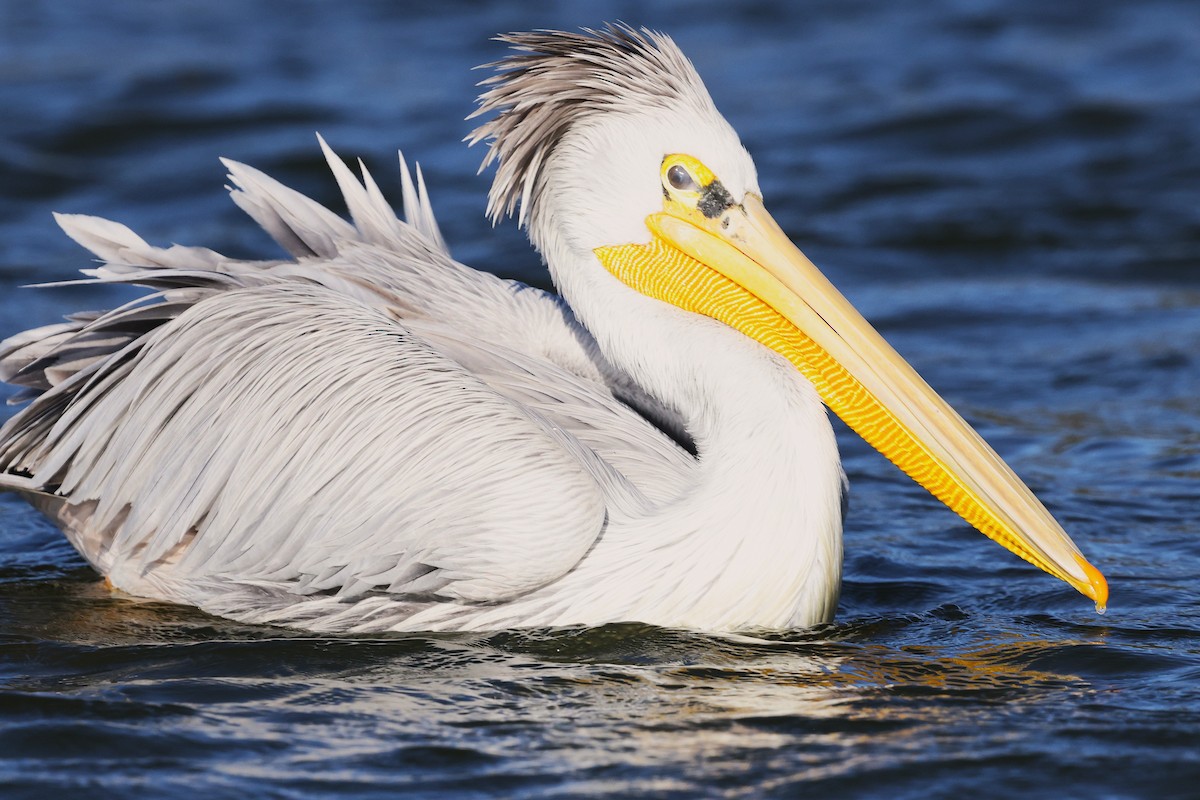 Great White Pelican - ML645603520