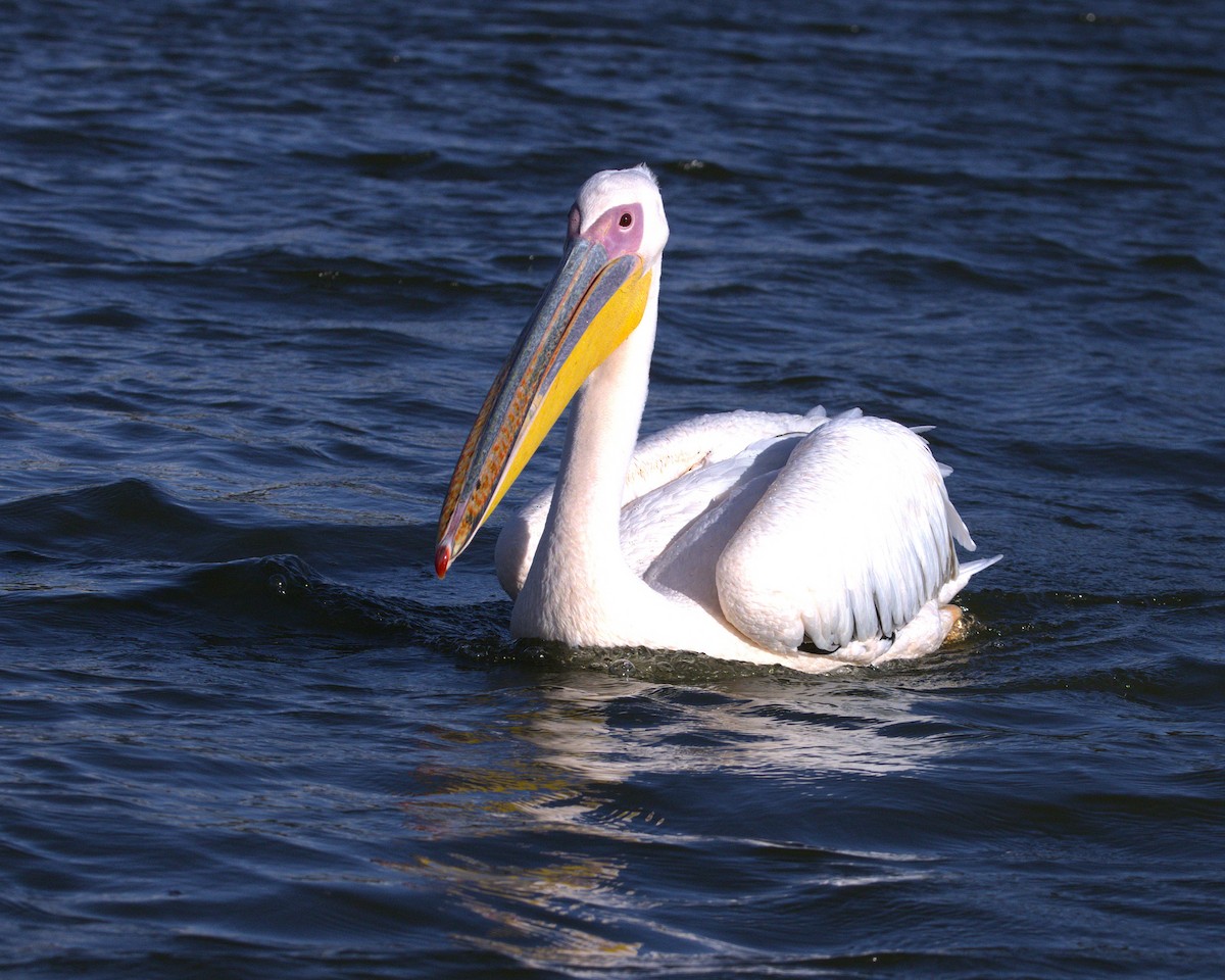 Great White Pelican - ML645603521