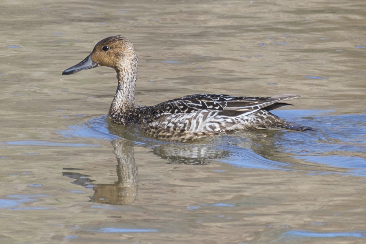 Northern Pintail - ML645603522